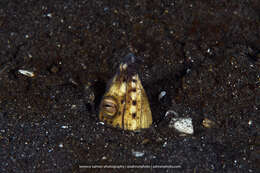 Image of Highfin snake eel