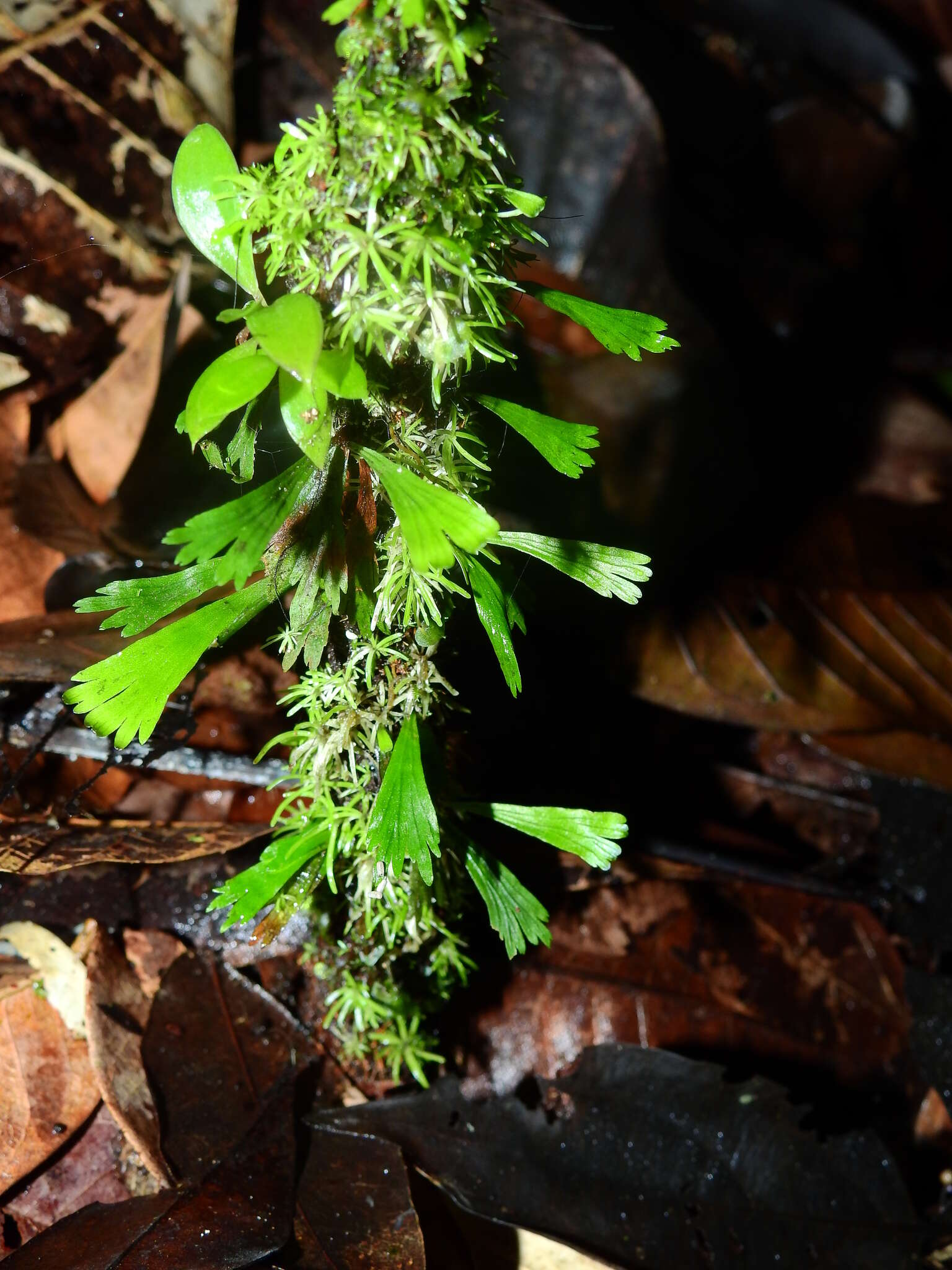 Hecistopteris pumila (Spreng.) J. Sm.的圖片