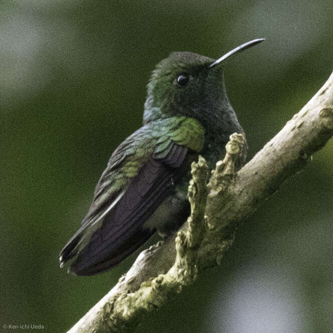 Image of Coppery-headed Emerald