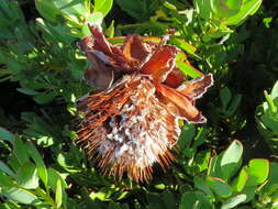 Image of Protea venusta Compton