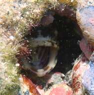 Image of Mottled Jawfish