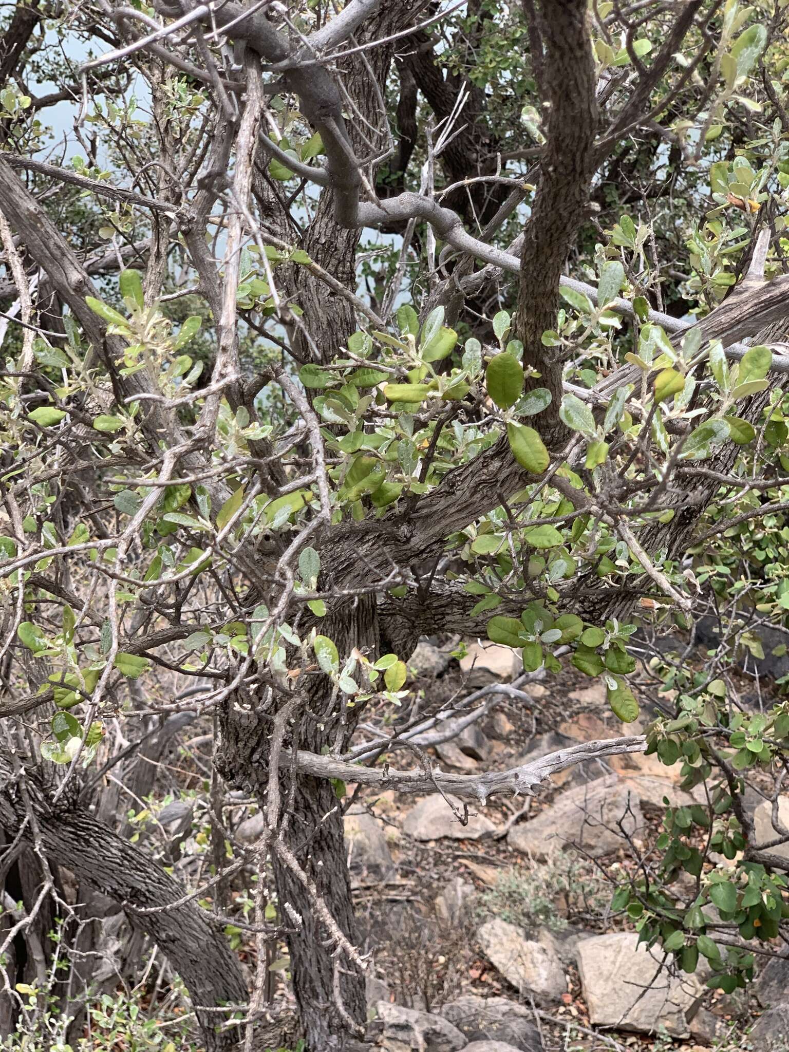 Image of Brachylaena huillensis O. Hoffm.