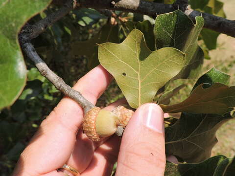 Imagem de Quercus marilandica (L.) Münchh.