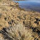 Imagem de Deschampsia cespitosa subsp. septentrionalis Chiapella