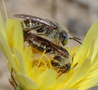 Image of Calliopsis puellae (Cockerell 1933)