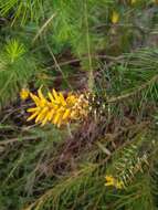 Image of Persoonia pinifolia R. Br.