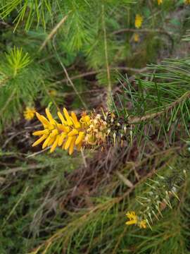 Image of Persoonia pinifolia R. Br.