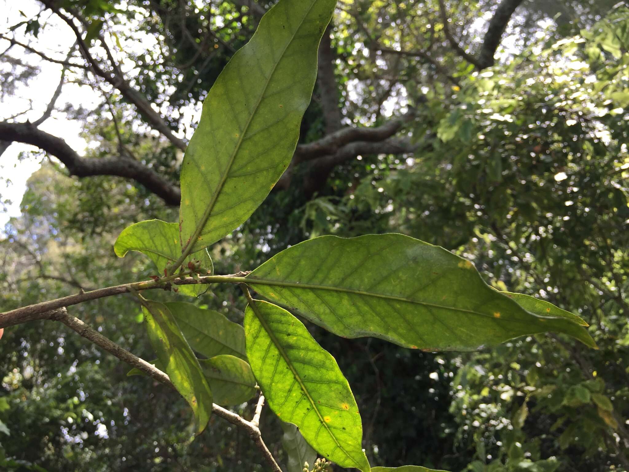 Image of Nestegis cunninghamii (Hook. fil.) L. A. S. Johnson