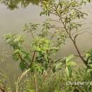 Image de Cephalanthus tetrandra (Roxb.) Ridsdale & Bakh. fil.