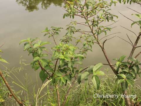 Image of Cephalanthus tetrandra (Roxb.) Ridsdale & Bakh. fil.