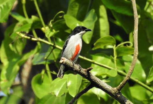 Image of Red-keeled Flowerpecker