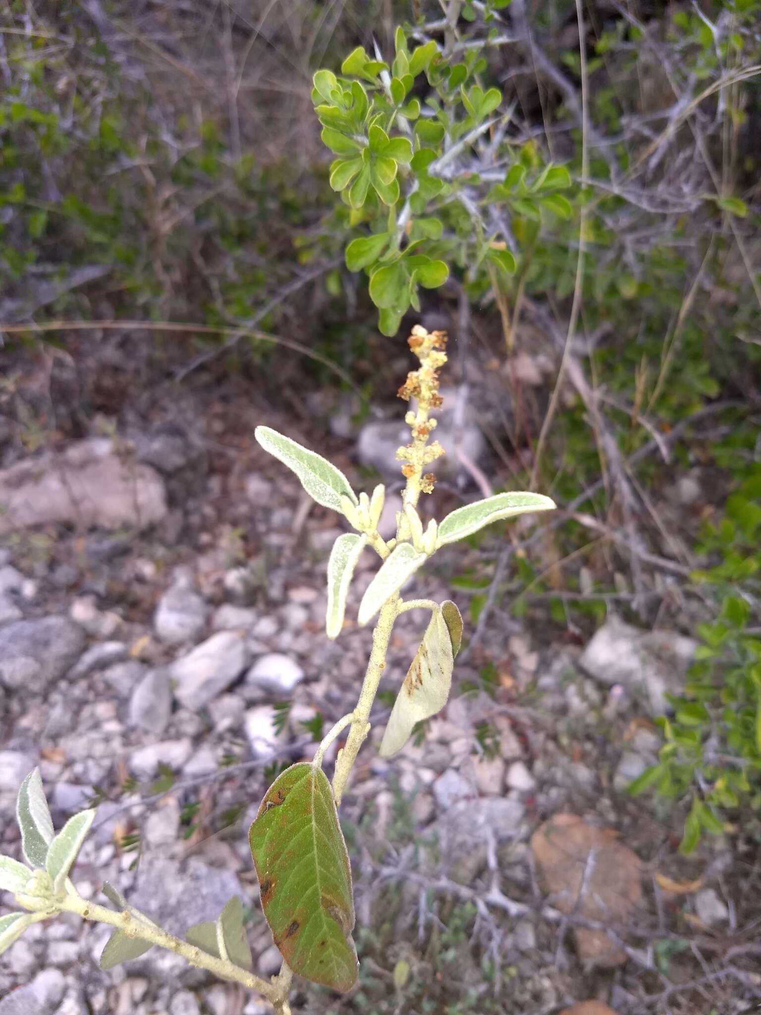 Image of Torrey's croton