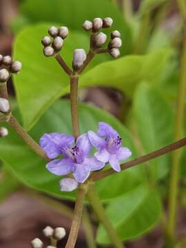 Vitex cooperi Standl.的圖片