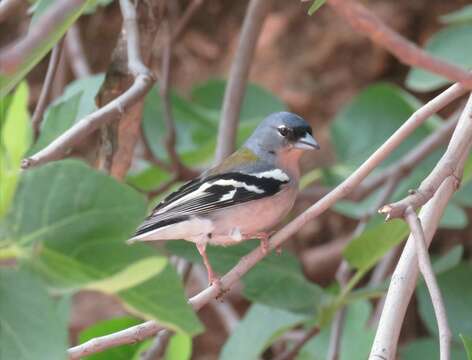 Image of Fringilla coelebs africana Levaillant & J 1850