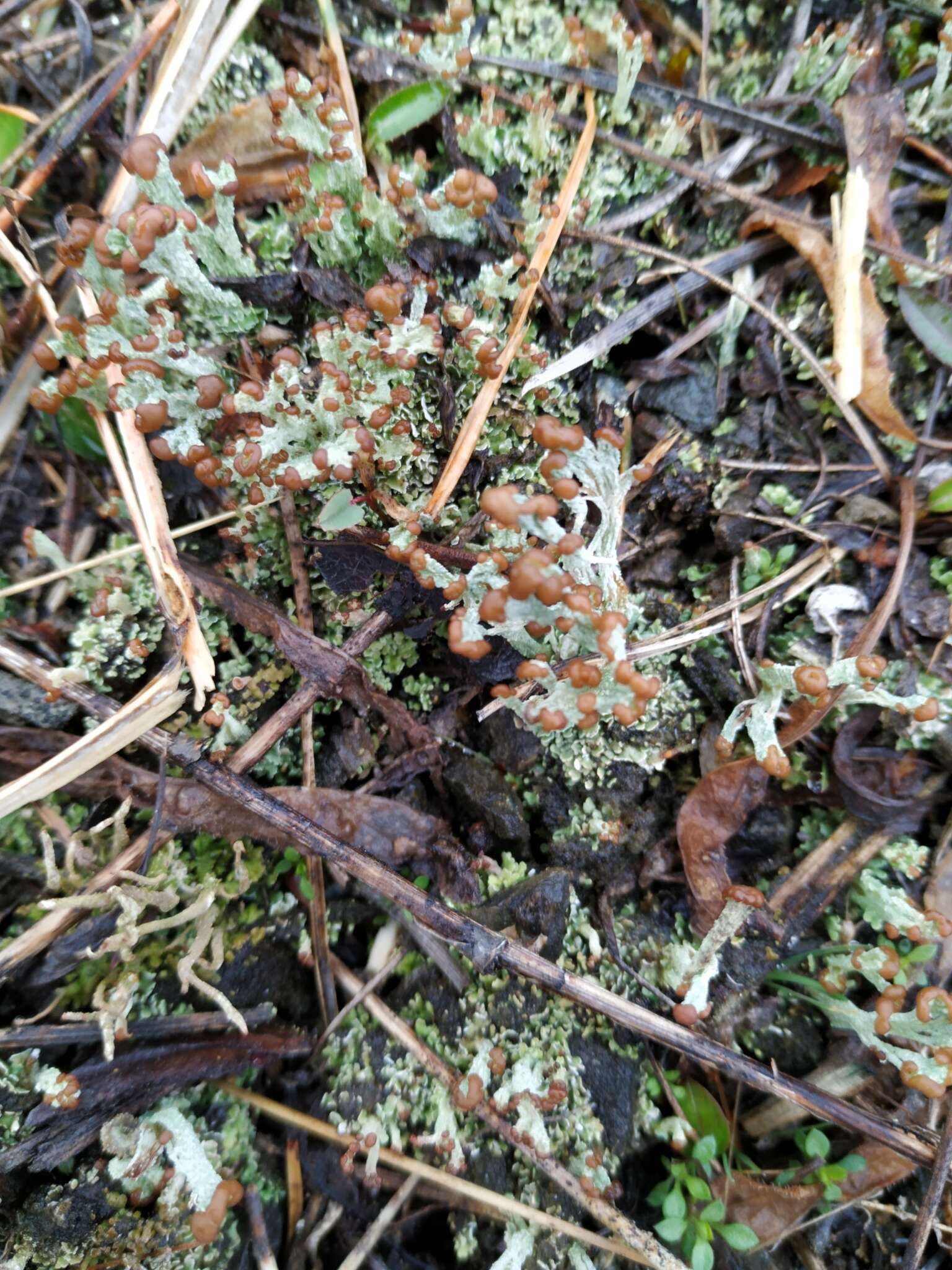 Image of cup lichen