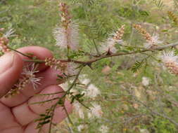 Mimosa polyantha Benth.的圖片