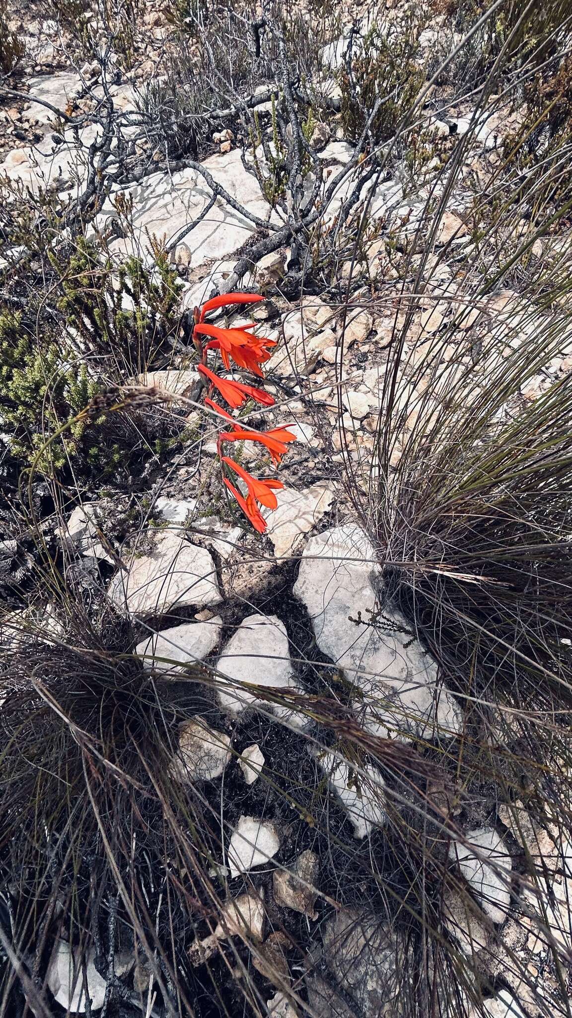 Image of Watsonia fergusoniae L. Bolus