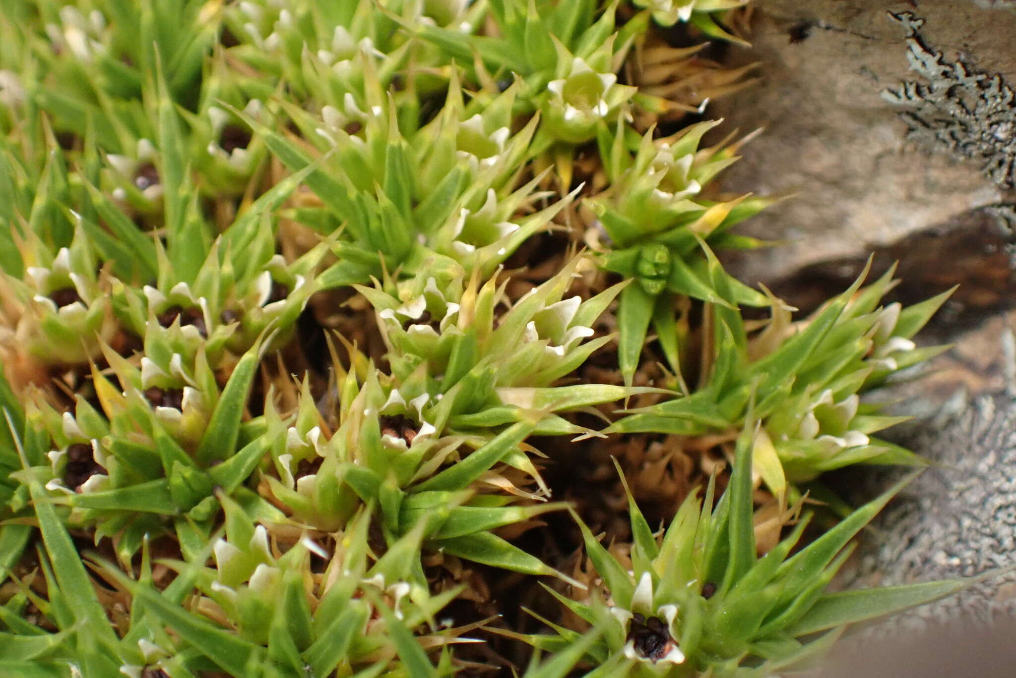 Image of Colobanthus buchananii T. Kirk