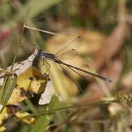 Image of Spotted Spreadwing