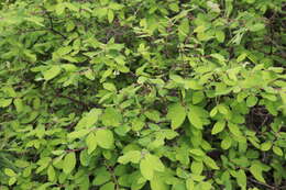 Image of Lonicera caerulea subsp. pallasii (Ledeb.) Browicz