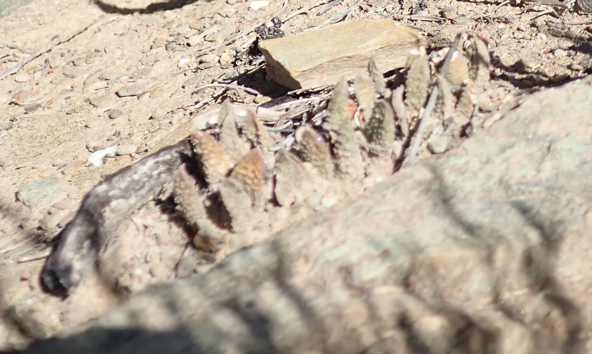 Image of Haworthiopsis scabra (Haw.) G. D. Rowley