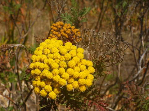 Image of Gonospermum fruticosum Less.