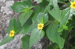 Philactis zinnioides Schrad. resmi