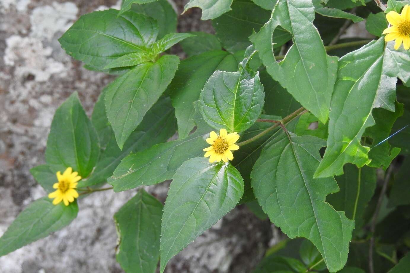 Philactis zinnioides Schrad. resmi