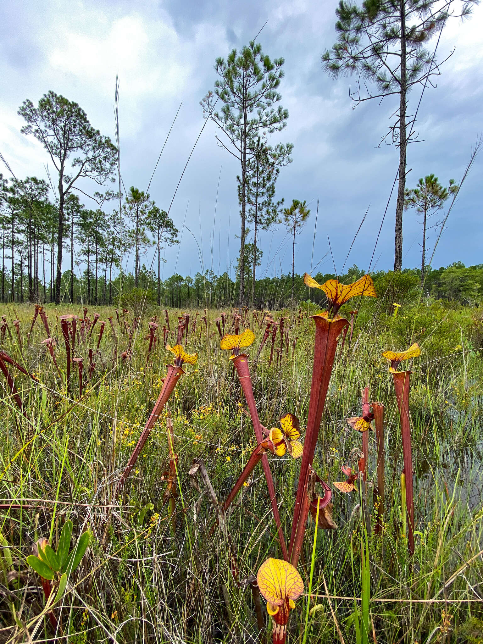 Image of <i>Sarracenia flava</i> var. <i>rubricorpora</i>