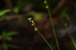 Image of softleaf sedge