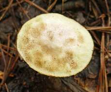 Image of Suillus hirtellus (Peck) Snell 1944