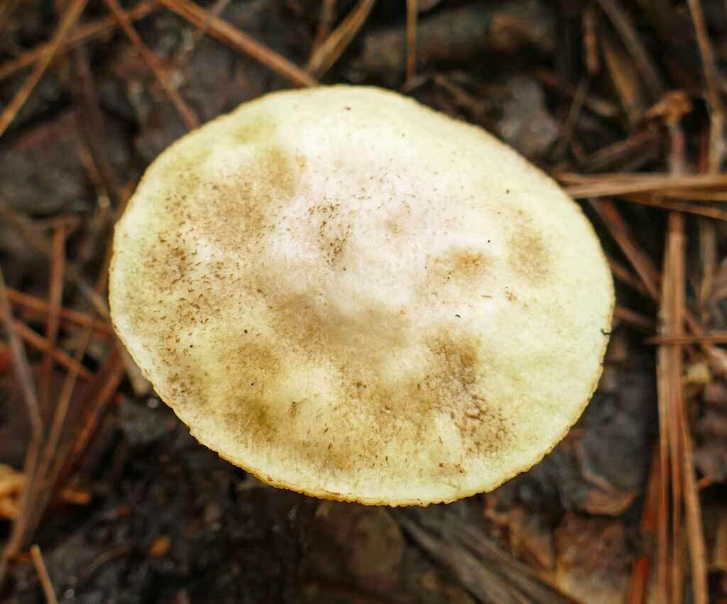 Image of Suillus hirtellus (Peck) Snell 1944