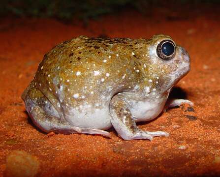 Image of Desert Spadefoot Toad