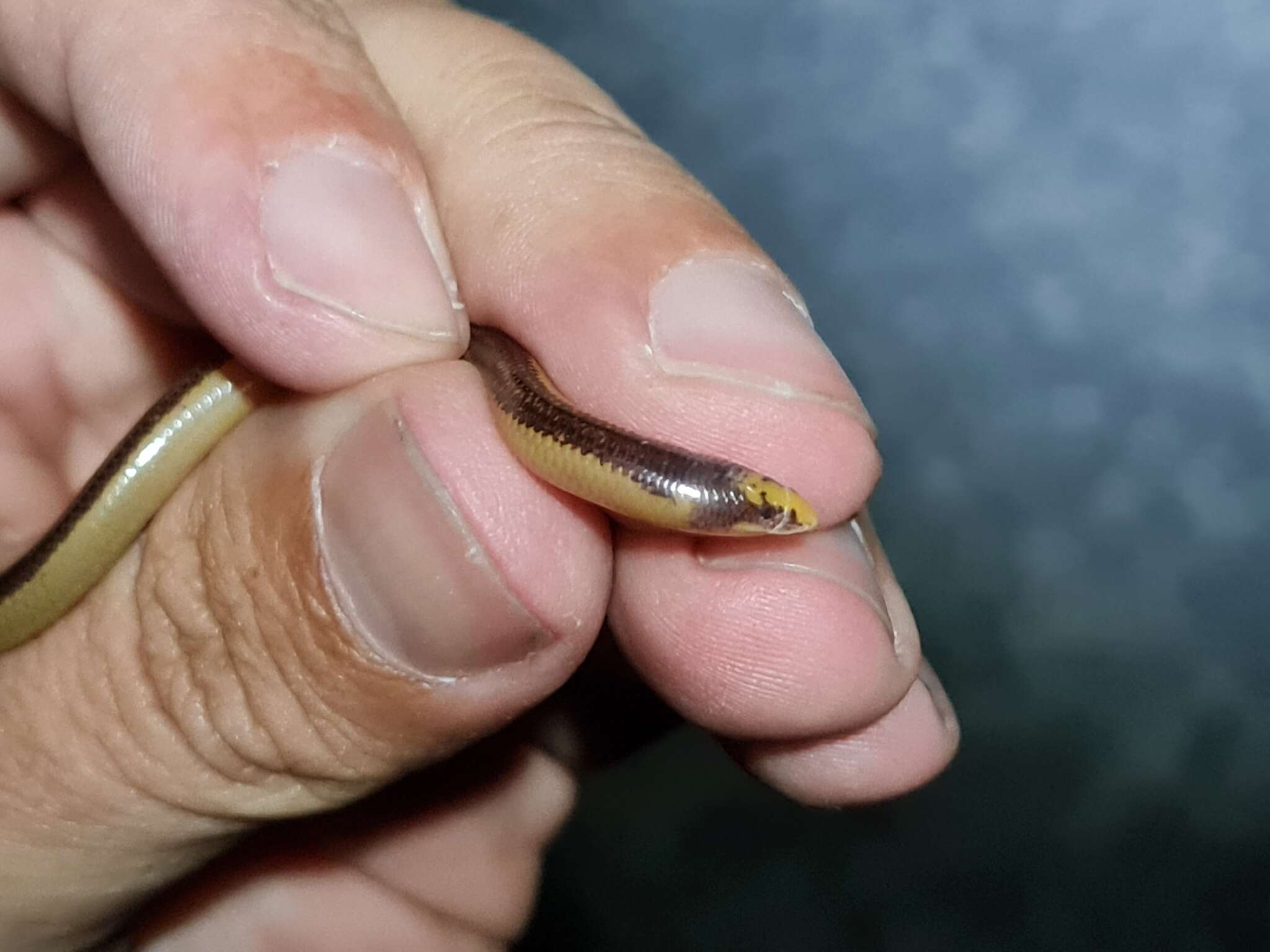 Image of Coastal Legless Skink