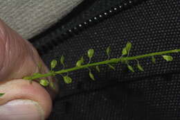 Image of Lepidium pseudotasmanicum Thell.