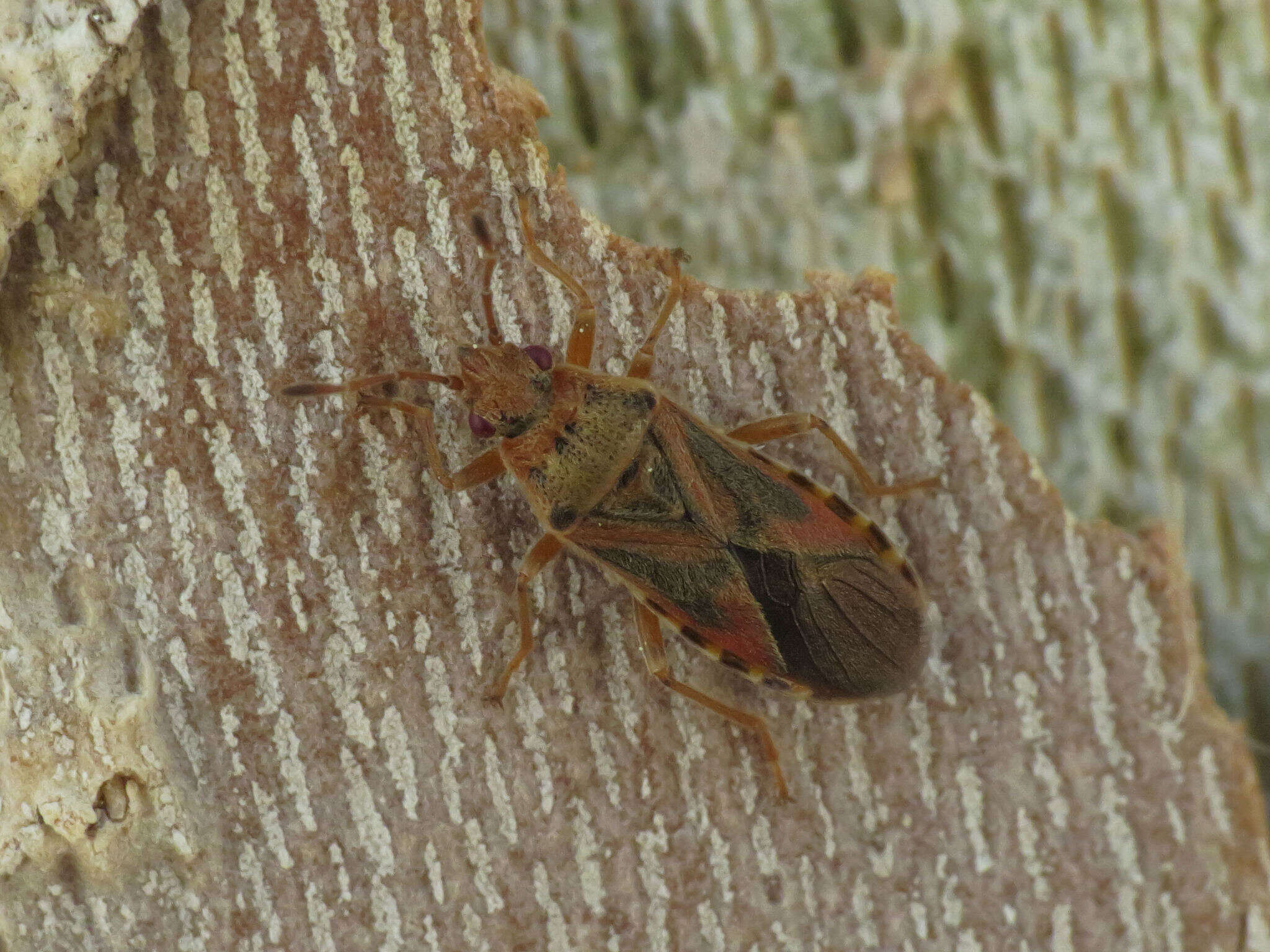 صورة Arocatus longiceps Stal & C. 1872