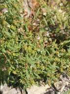 Image of Chaenorhinum minus subsp. minus