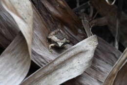 Image of Beautiful Pygmy Frog