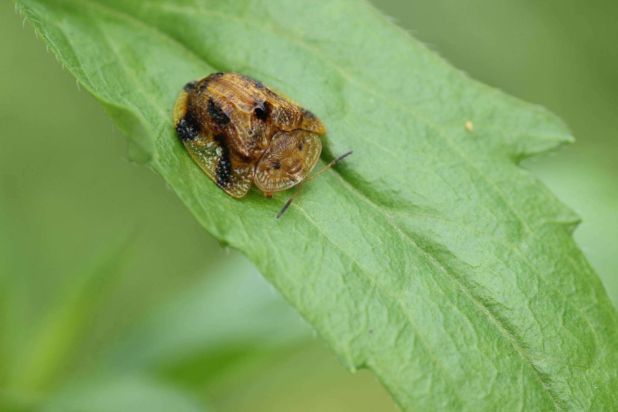 Image of Laccoptera (Laccopteroidea) nepalensis Boheman 1855