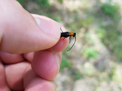 Image of Raspberry Cane Borer