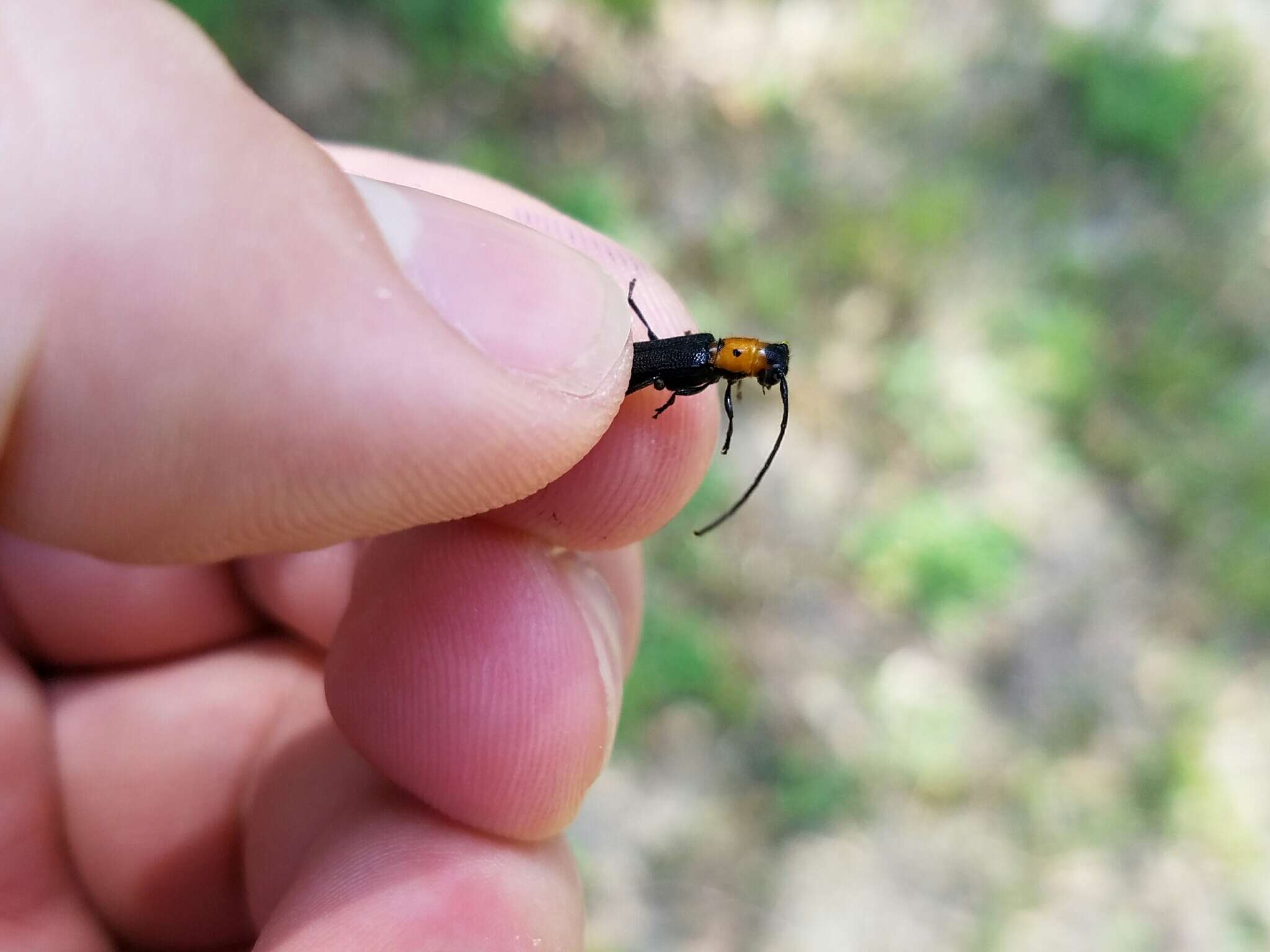 Image of Raspberry Cane Borer