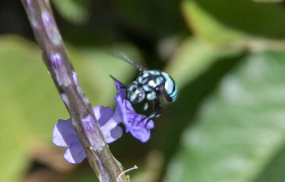 Image of Thyreus nitidulus nitidulus (Fabricius 1804)