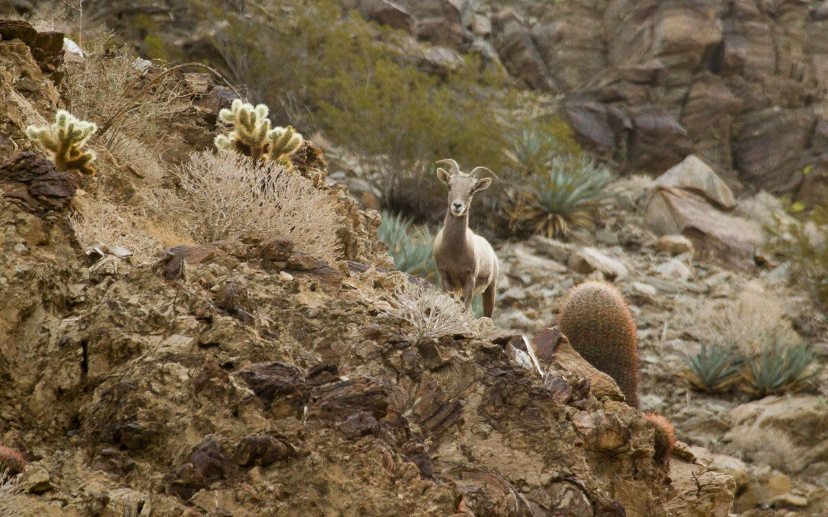 Image of Desert bighorn sheep