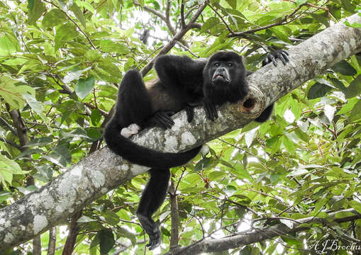 Sivun Alouatta palliata palliata (Gray 1849) kuva