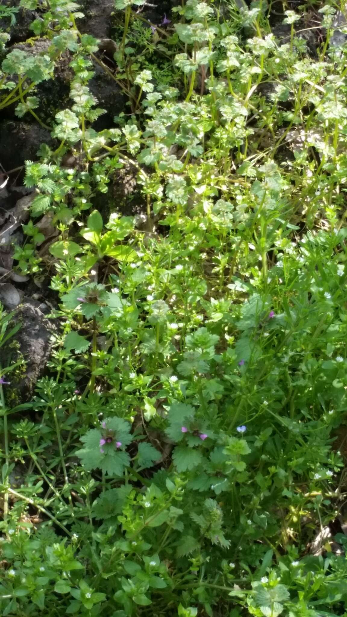 Image of Lamium purpureum var. hybridum (Vill.) Vill.