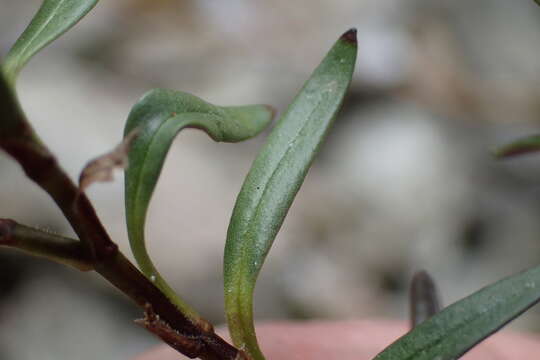 صورة Veronica linifolia Hook. fil.