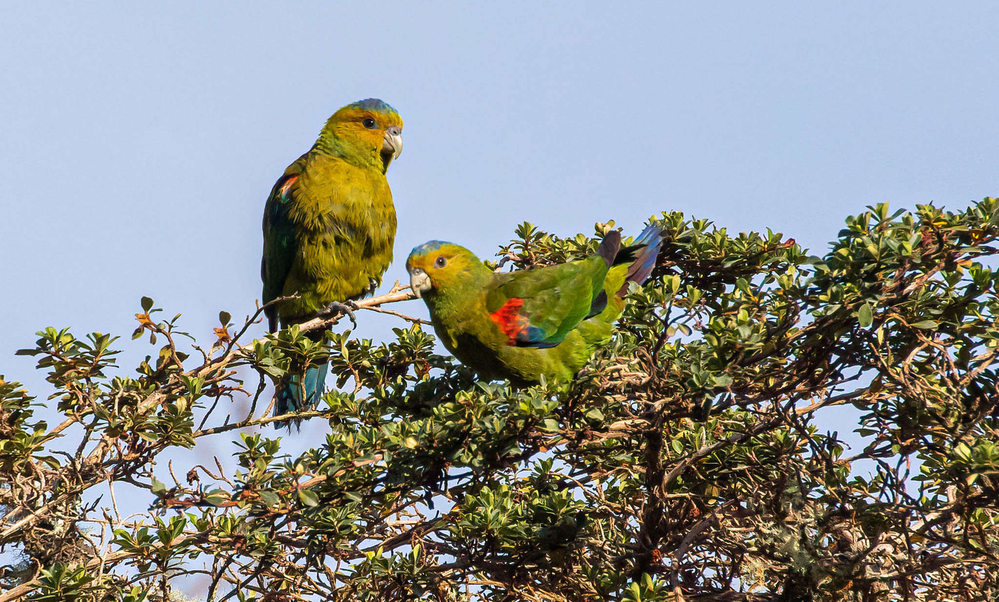 Image of Fuertes's Parrot