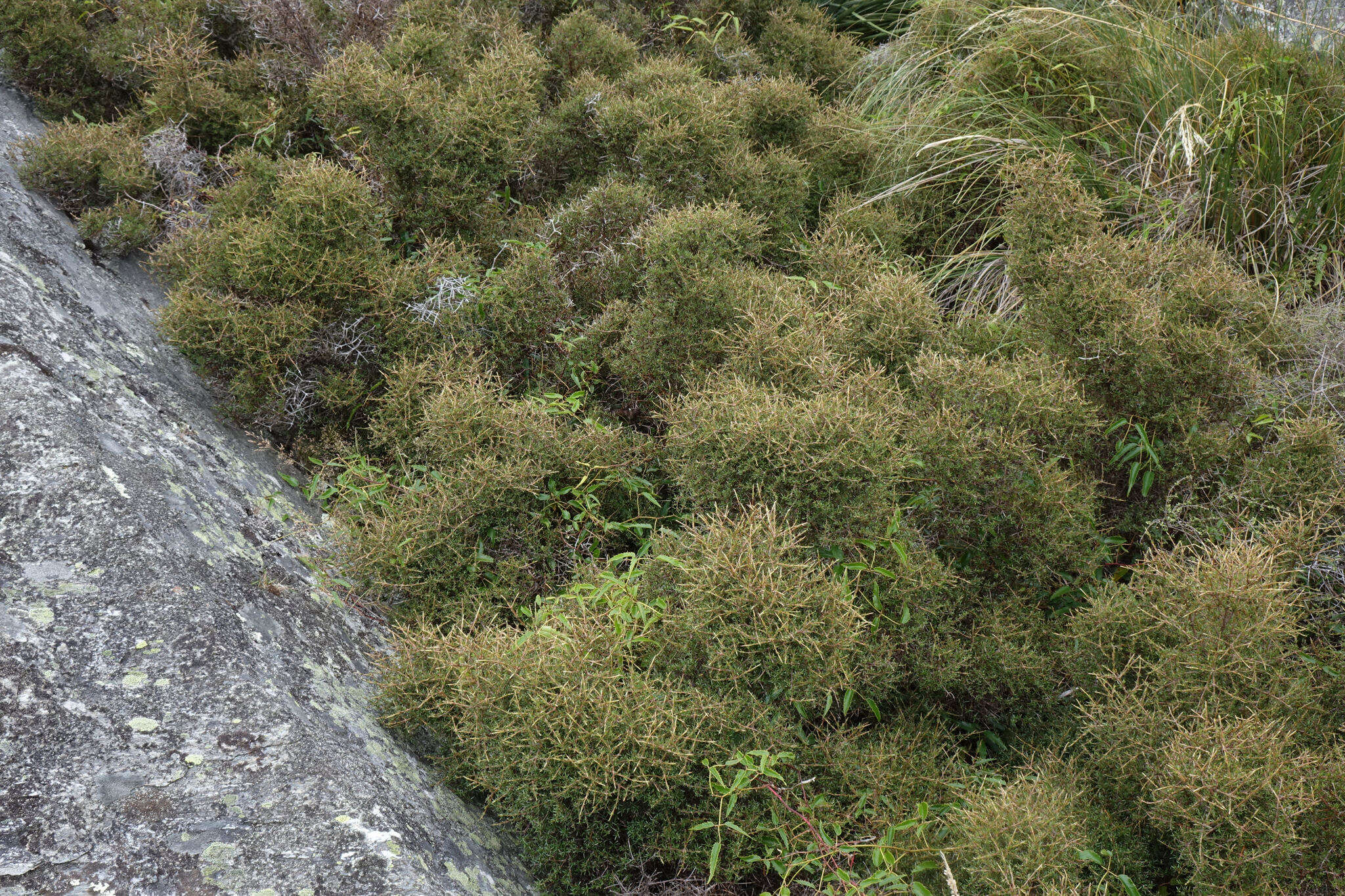 Imagem de Coprosma rugosa Cheeseman