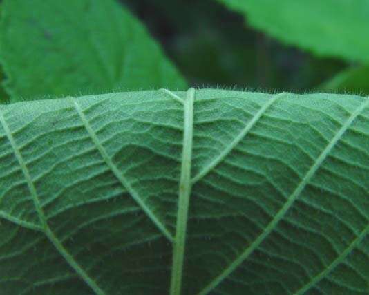 Image of Rubus amplificatus Lees