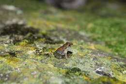 Image of Central American Rain Frog